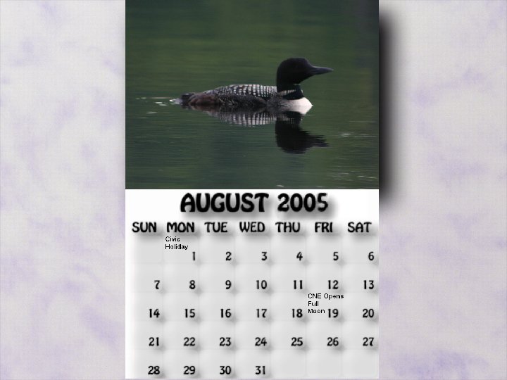 August 2005 calendar. Loon floating on McCrae Lake.