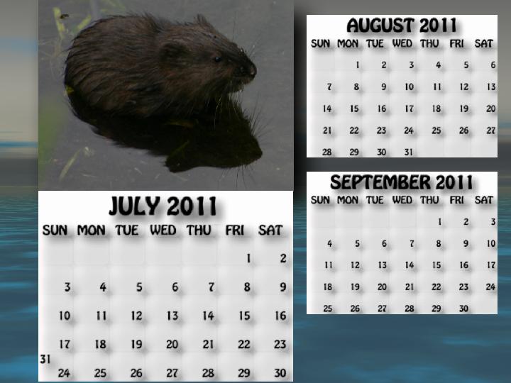 July, August, September 2011 calendar Muskrat pic