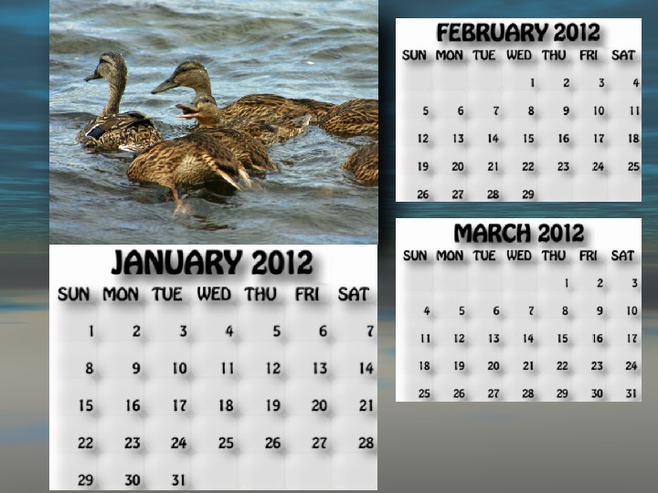January, February, March 2012 calendar mallard ducks