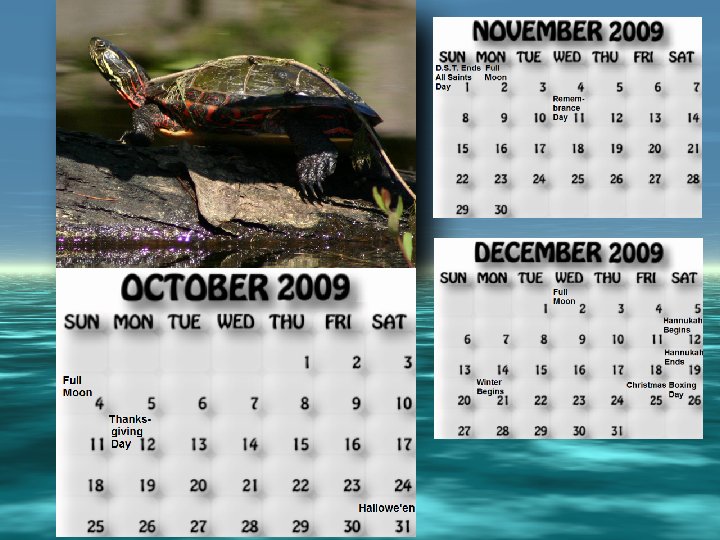 October, November, December 2009 calendar. Turtle on a log in McDonald River below rapids . 