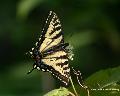 Tiger Swallowtail butterfly