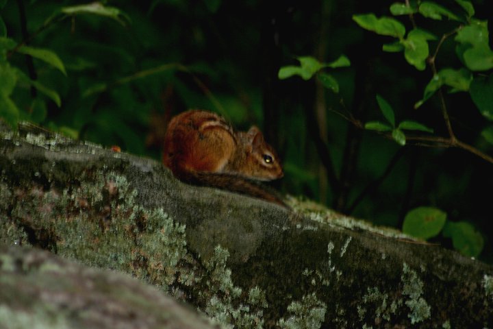 chipmunk sitting on a rock