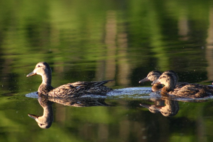 Mallard Ducks reflecting on McCrae Lake