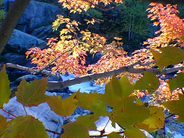 A picture of the rapids in the fall through the leaves.