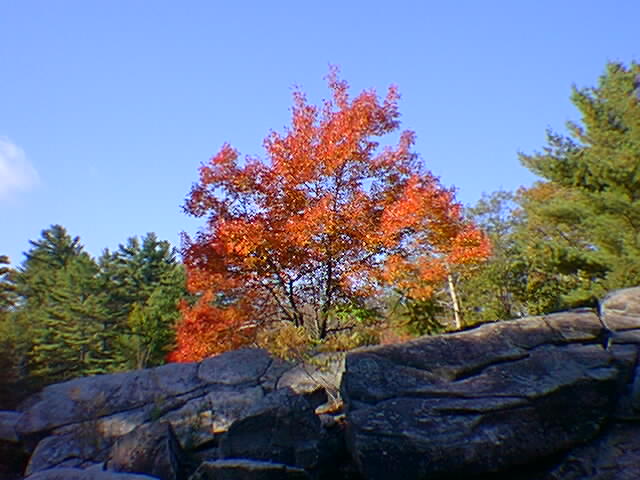 A maple tree in the fall above the rapids.