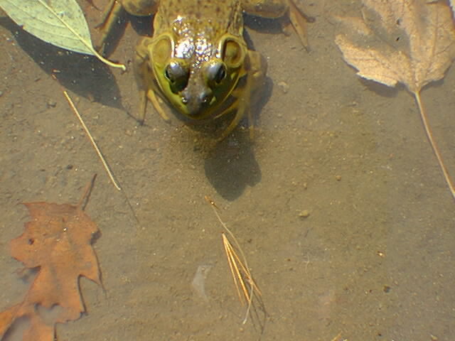 bullfrog in water watching shore