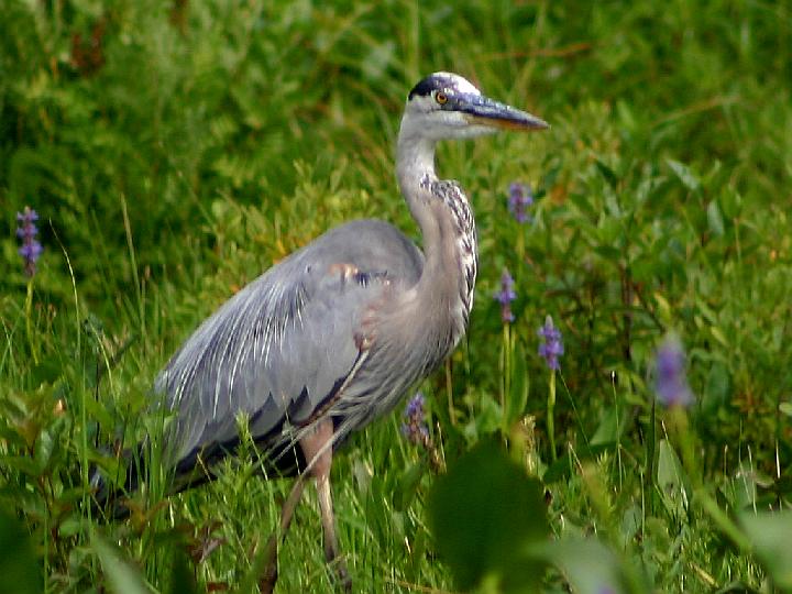 Great Blue Heron