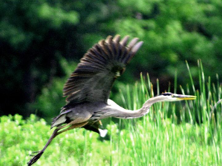 Heron takes flight.