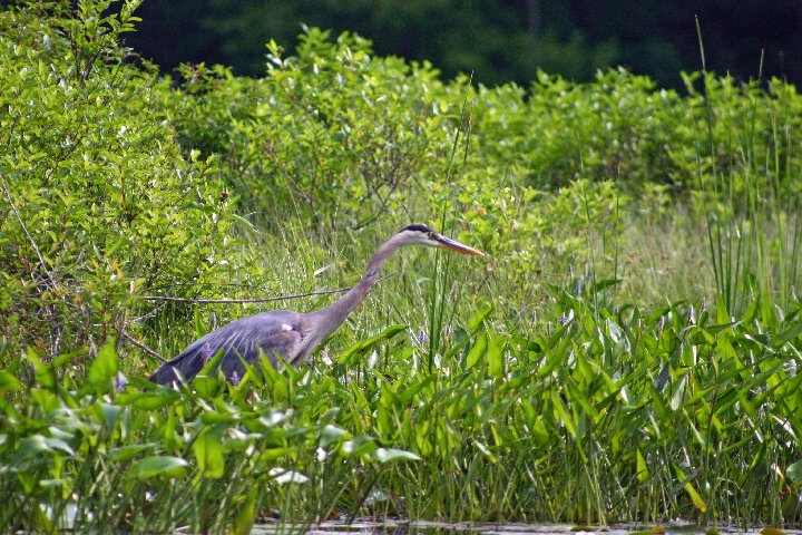 Great Blue Heron in weeds.