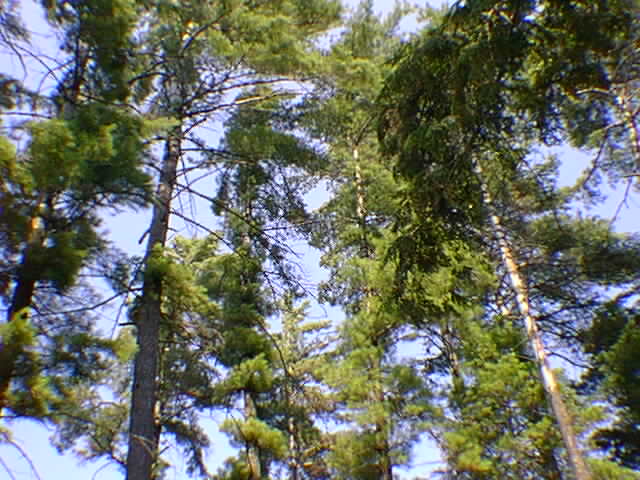 Trees tower above Sandy Point.
