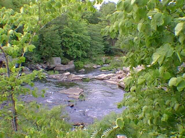Looking down the rapids from between the tree leaves.