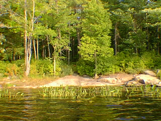 Shoreline north of McCrae Island