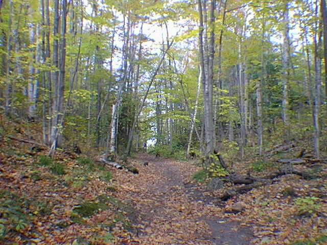 The leaves need raking on the Portage Trail.