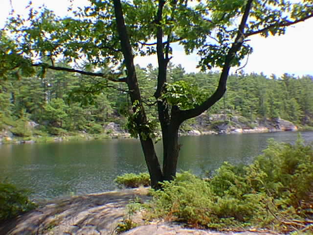 An oak tree next to McDonald Lake.