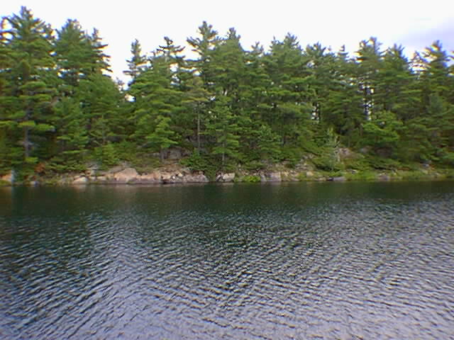 McDonald Lake treeline.