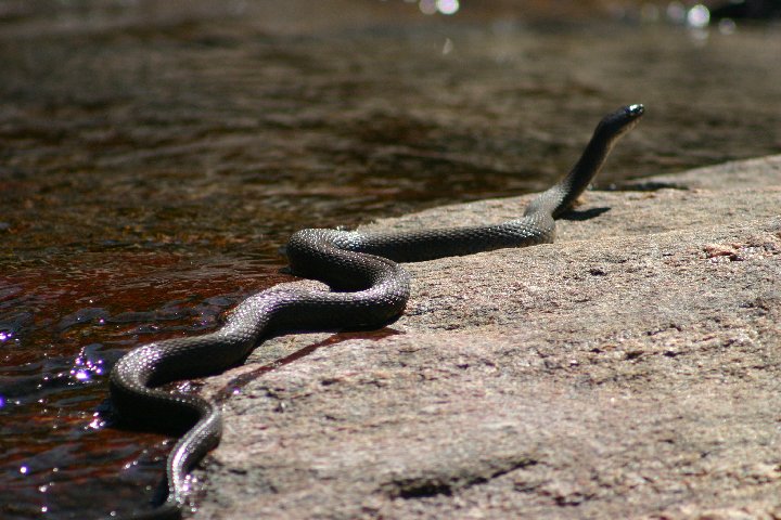 Watersnake sunning itself on a rock at McDonald River rapids.