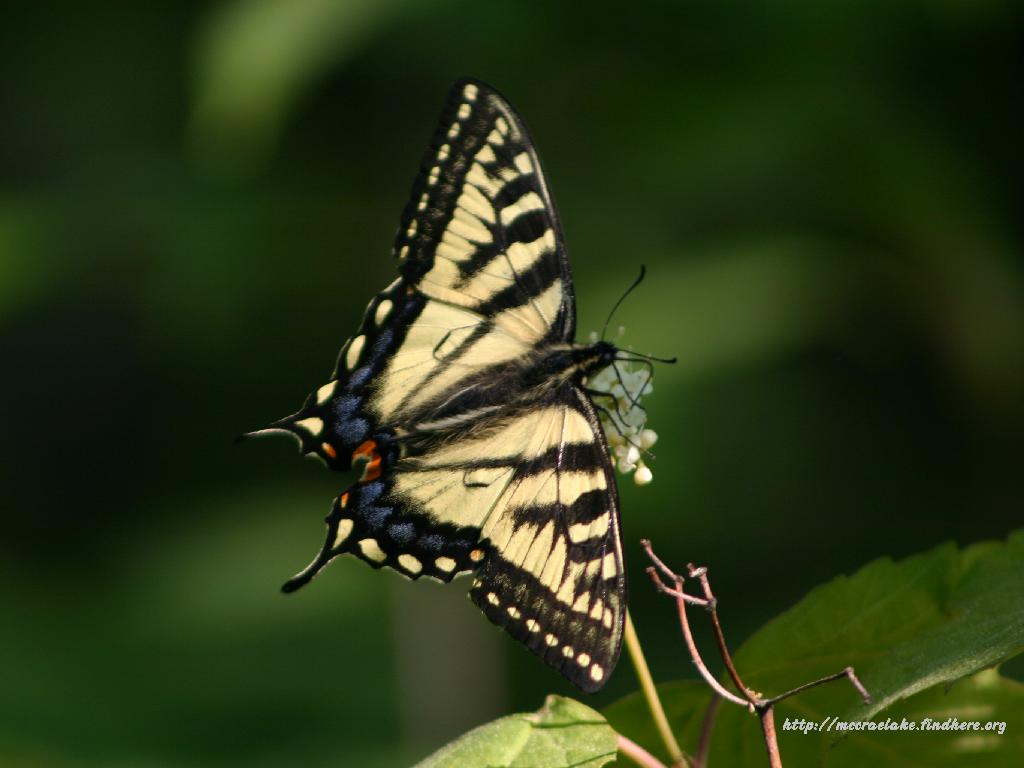 Tiger Swallowtail