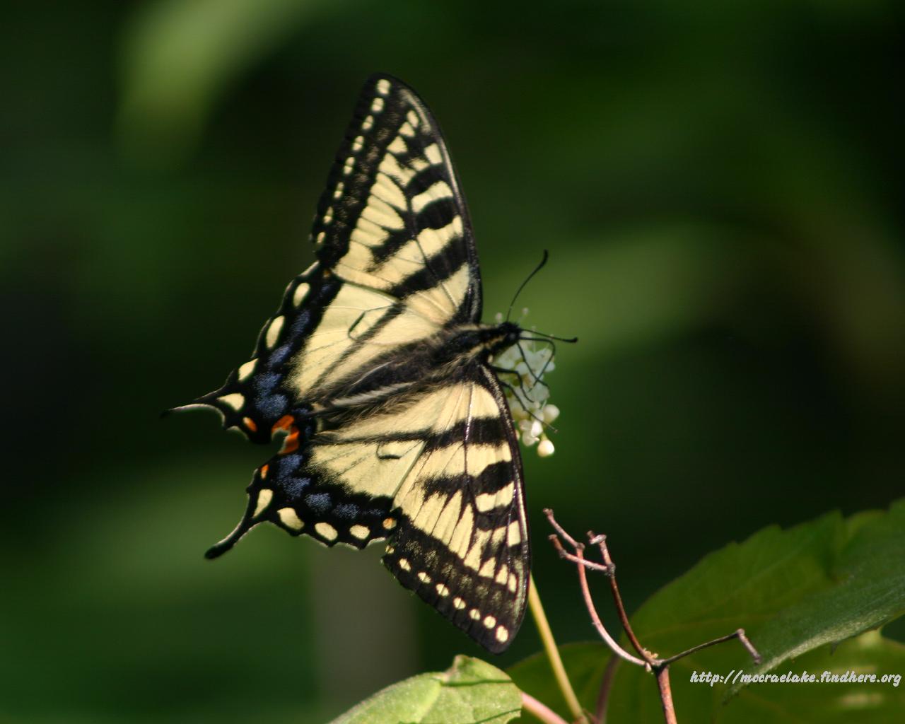 Tiger Swallowtail